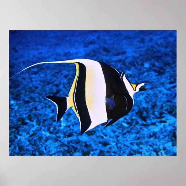Gili Islands Moorish Idol Poster (Vorne)