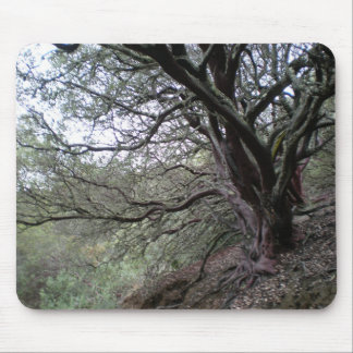 Gilroy heiße Quellen - manzanita Baum - mousepad