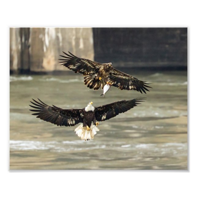 Gimme den Fisch. (Eagle Chase) Fotodruck (Vorne)