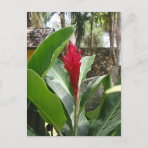 Ginger Blume Postcard Postkarte