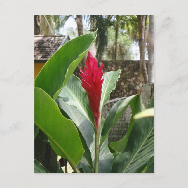 Ginger Blume Postcard Postkarte (Vorderseite)