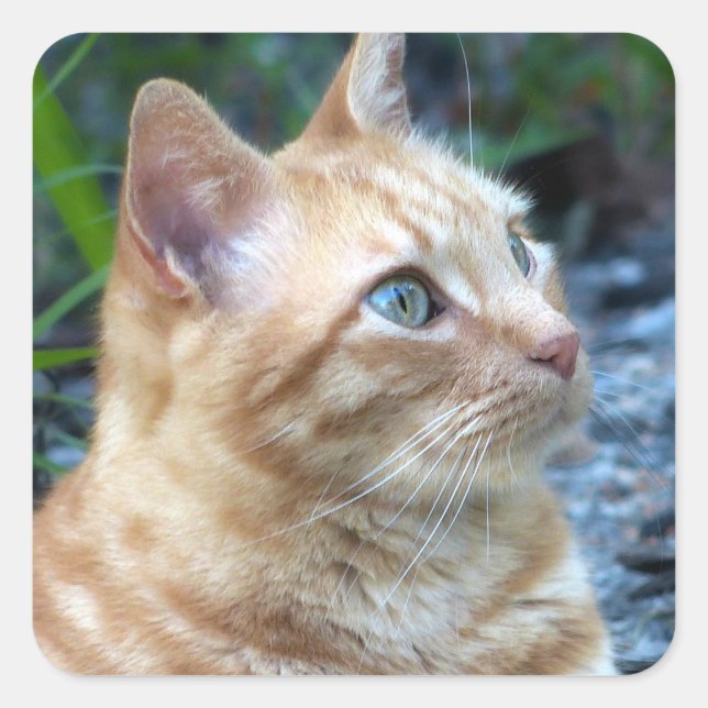 Ginger Boy Quadratischer Aufkleber (Vorderseite)