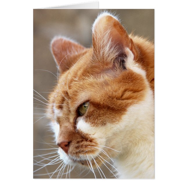 Ginger Cat (Vorne)