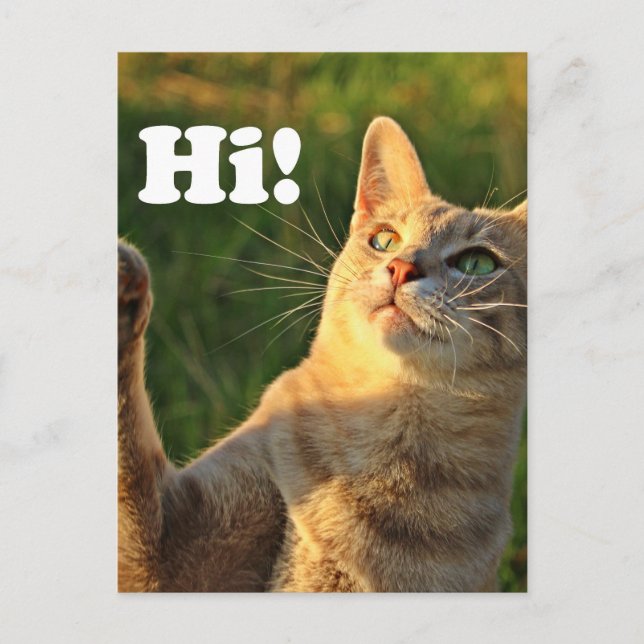 Ginger Cat Saying Hi! Postkarte (Vorderseite)