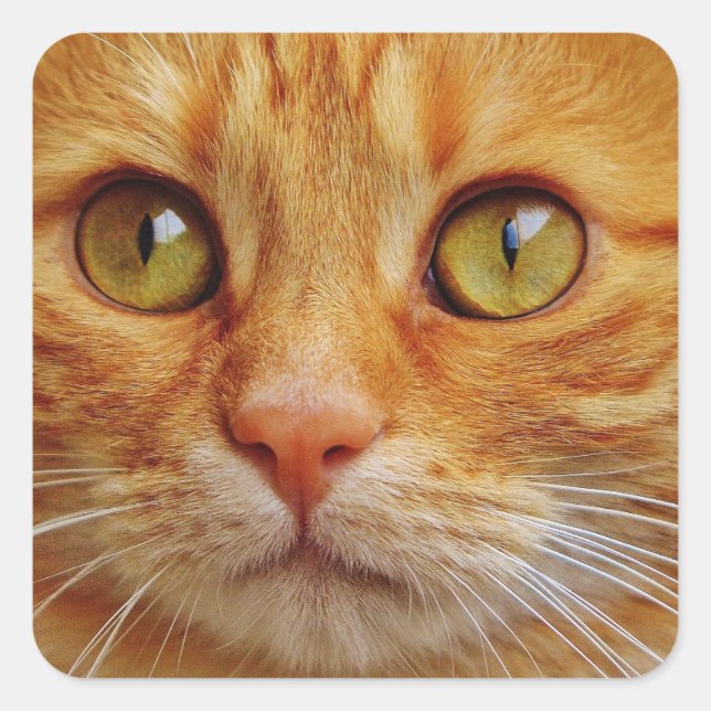 Ginger Cat Square Stickers - Glossy (Vorderseite)