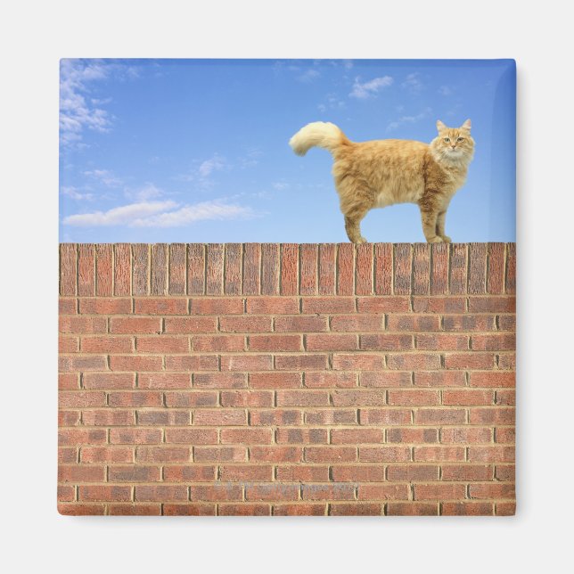 Ginger Cat Stehend an der Ziegelmauer Magnet (Vorne)