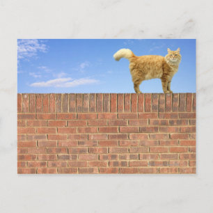 Ginger Cat Stehend an der Ziegelmauer Postkarte