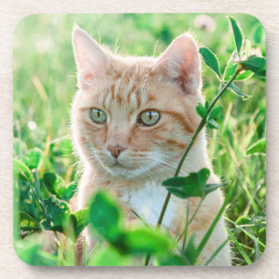 Ginger Cat with Green Eyes in Grass Getränkeuntersetzer