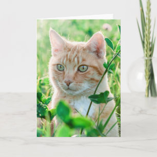 Ginger Cat with Green Eyes in Grass Karte