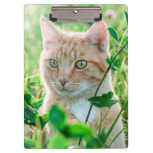 Ginger Cat with Green Eyes in Grass Klemmbrett