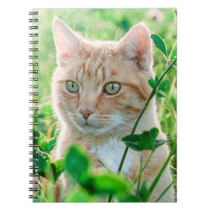 Ginger Cat with Green Eyes in Grass Notizblock