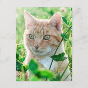 Ginger Cat with Green Eyes in Grass Postkarte