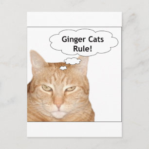 Ginger Cats Regel! Postkarte