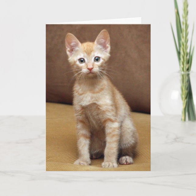 Ginger Couch Karte (Vorderseite)