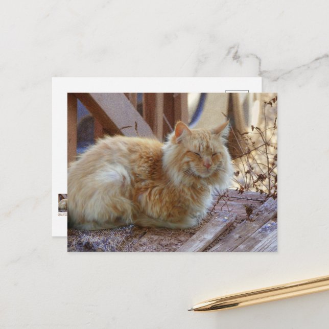 Ginger George Postkarte (Vorderseite/Rückseite Beispiel)