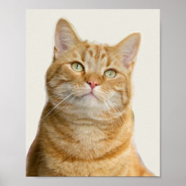 Ginger Katzengrüne Augen Poster