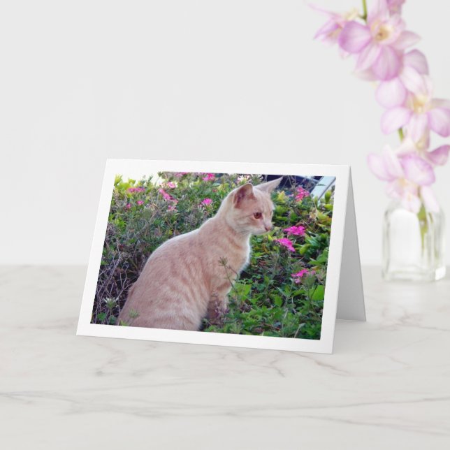 Ginger Kitten in Floral Karte (Orchidee)