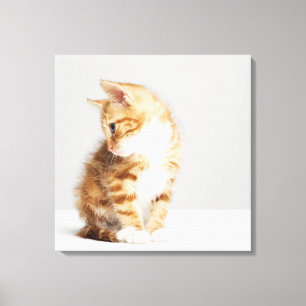 Ginger Kitten Leinwanddruck
