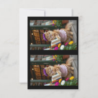 Ginger Kitty Selling Art Books