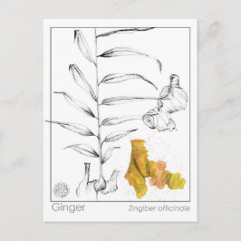 Ginger Materia Medica Kräuterstudie Postkarte
