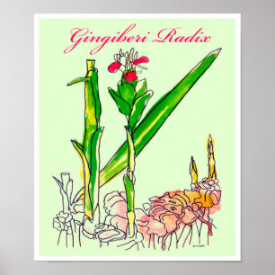 Ginger Root Watercolor Poster