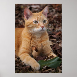 Ginger Shorthair Cat Herbstlaubs Portrait Poster