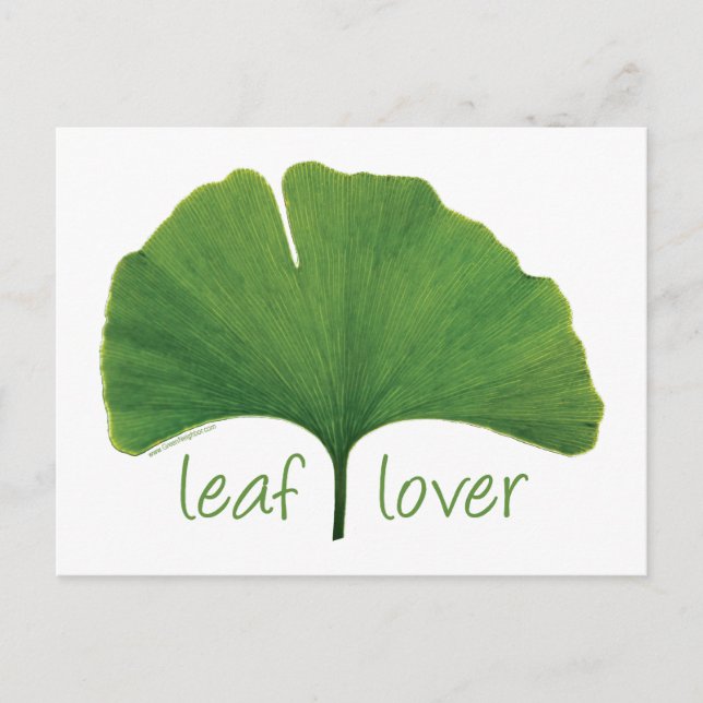 Gingko Leaf Postkarte (Vorderseite)