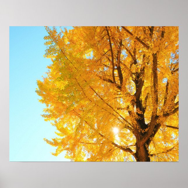 Gingko Tree, Präfektur Nagano, Japan Poster (Vorne)