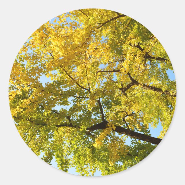 Ginkgo-Baum: Japan Runder Aufkleber (Vorderseite)