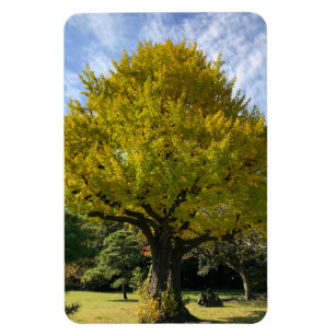 Ginkgo-Baum von Golden Yellow Magnet