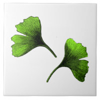 Ginkgo Biloba Blätter Botanische Kunst