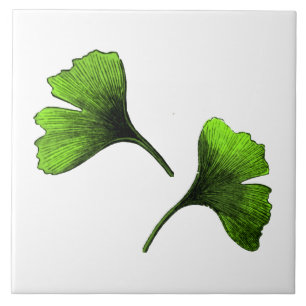Ginkgo Biloba Blätter Botanische Kunst Fliese