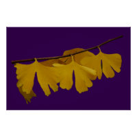 Ginkgo Biloba Blätter Poster