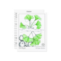 Ginkgo Biloba Medicinal Herb Study