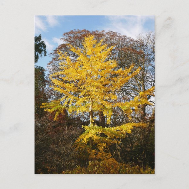 Ginkgo Biloba Tree Postcard Postkarte (Vorderseite)