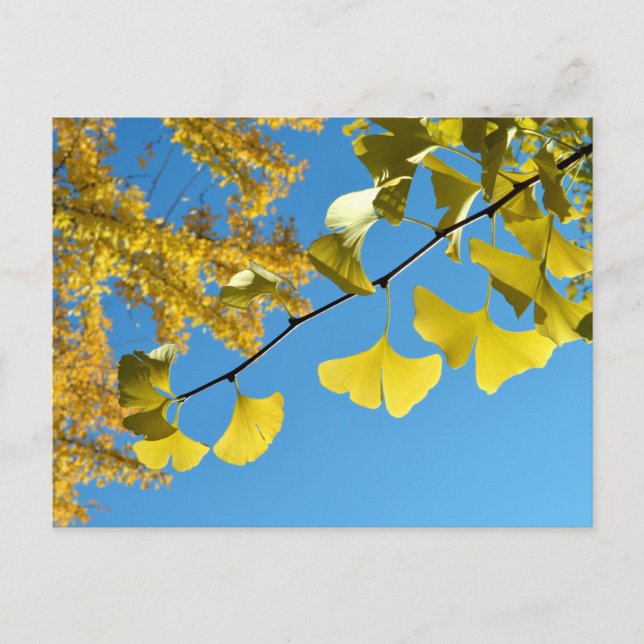 Ginkgo-Blätter im Herbst Postkarte (Vorderseite)