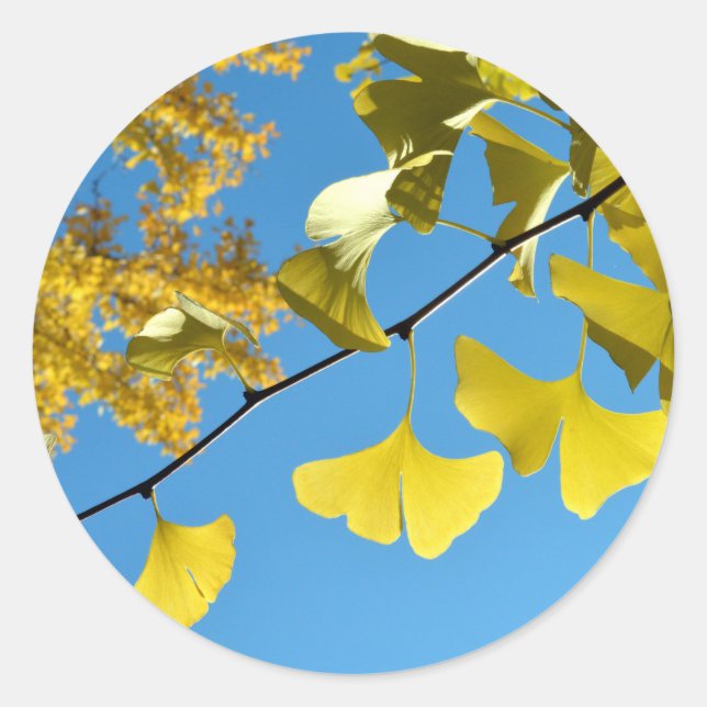 Ginkgo-Blätter im Herbst Runder Aufkleber (Vorderseite)