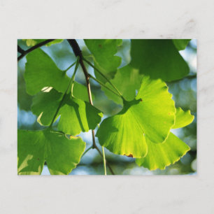 Ginkgo-Blätter im Sommer Postkarte