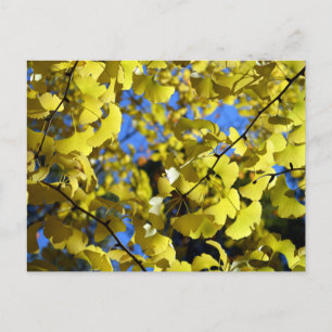 Ginkgo-Blätter im Spätherbst: Japan Postkarte