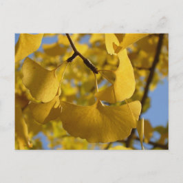 Ginkgo-Blätter in Kyoto Postkarte