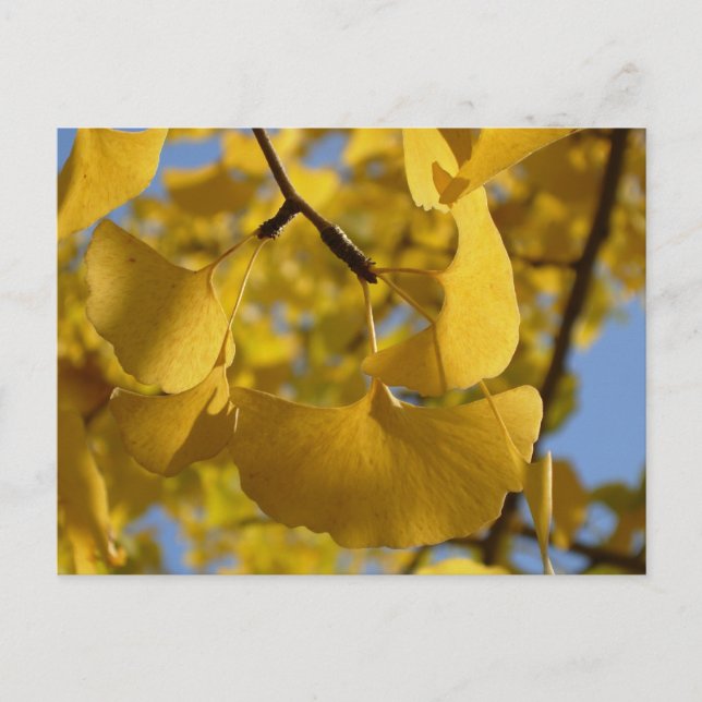 Ginkgo-Blätter in Kyoto Postkarte (Vorderseite)