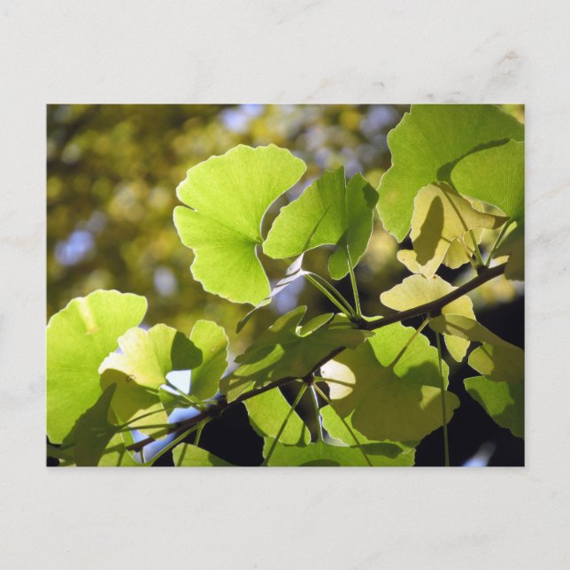 Ginkgo-Blätter: Japan Postkarte (Vorderseite)