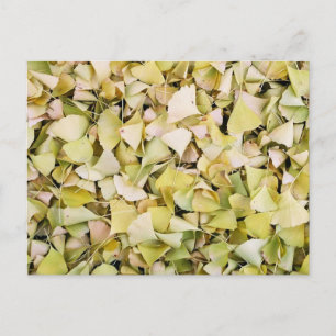 Ginkgo-Blätter: Japan Postkarte