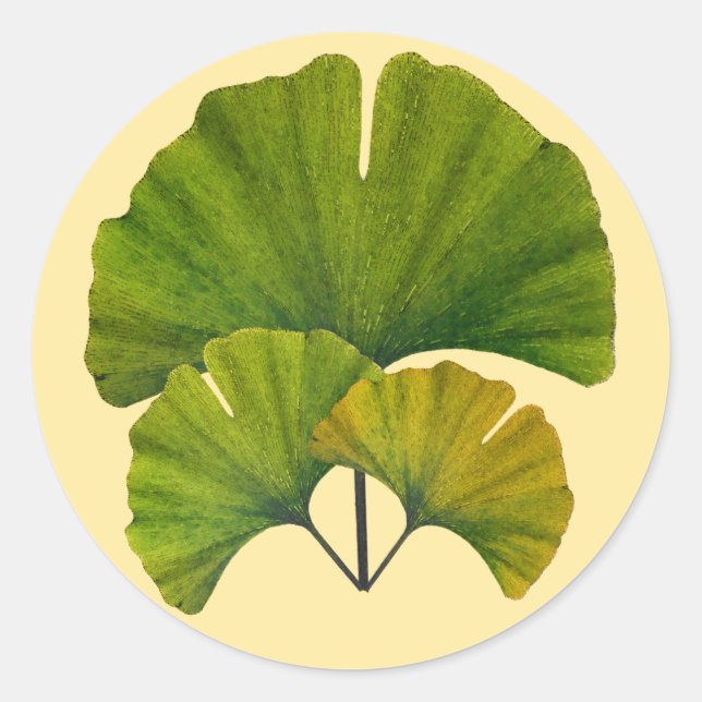 Ginkgo-Blätter Runder Aufkleber (Vorderseite)