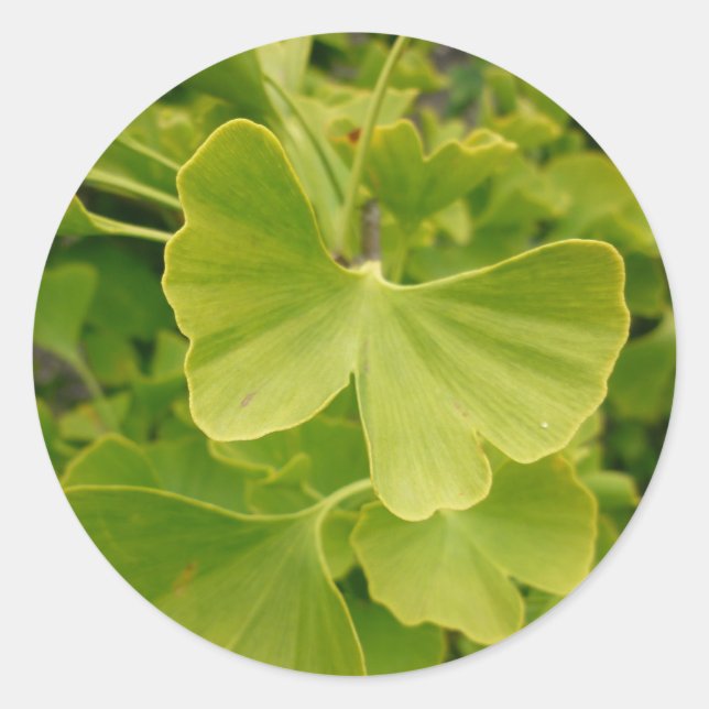 Ginkgo Butterfly Runder Aufkleber (Vorderseite)