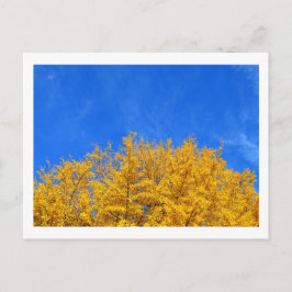 Ginkgo: Gelbe Blätter, blauer Himmel Postkarte