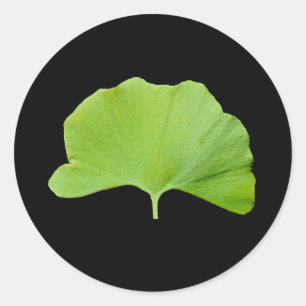 Ginkgo (Ginkgo-Biloba) Runder Aufkleber