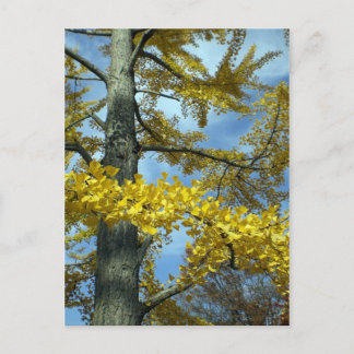 Ginkgo im Herbst Postkarte
