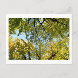Ginkgo Leaf Canopy: Japan Postcard Postkarte