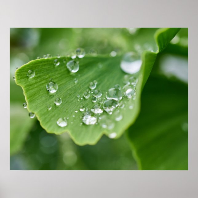 Ginkgo Pflanze Poster (Vorne)